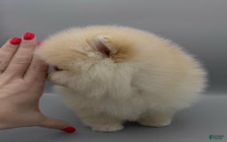 Pomeranian dogs for sale: Raya - Image 1