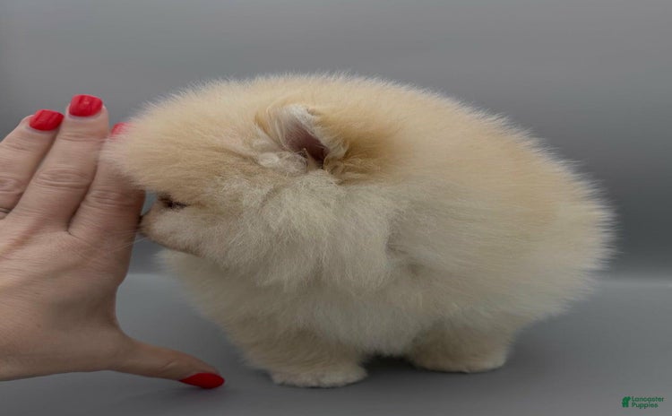 Pomeranian dogs for sale - Ad 1