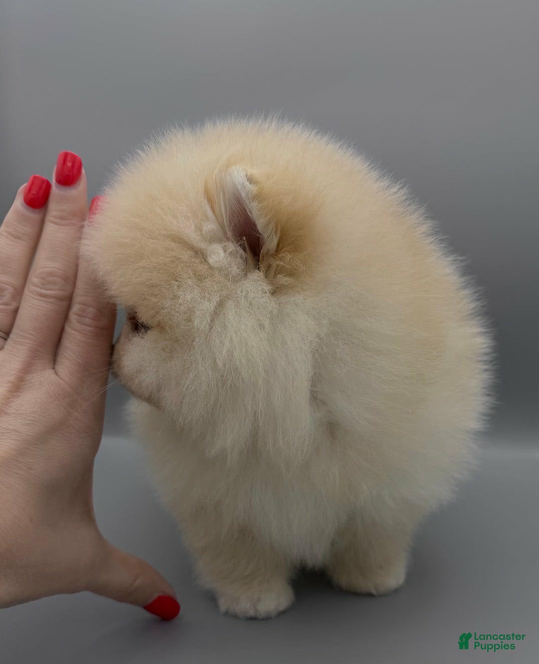 Pomeranian dogs for sale: Raya - Image 1