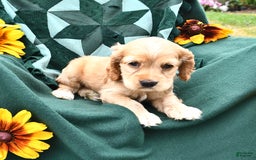 Cocker Spaniel dogs for sale: Krystella - Image 1