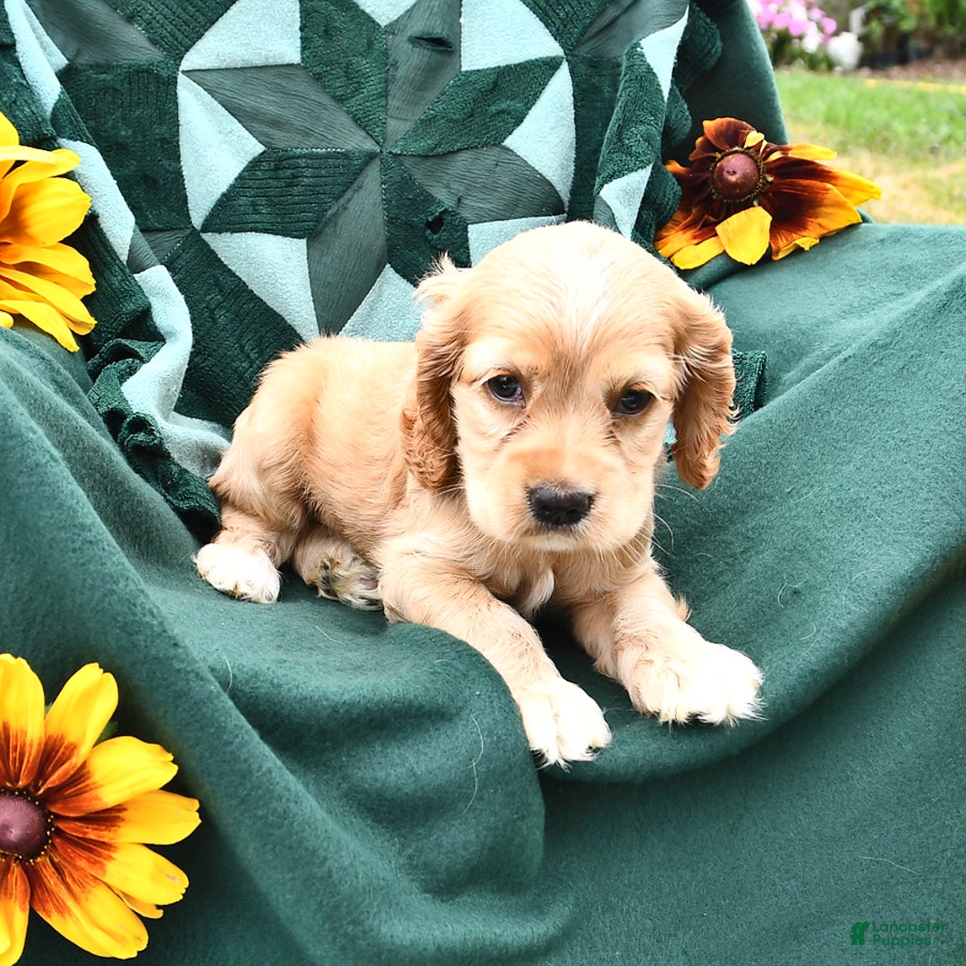 Cocker Spaniel dogs for sale: Krystella - Image 1