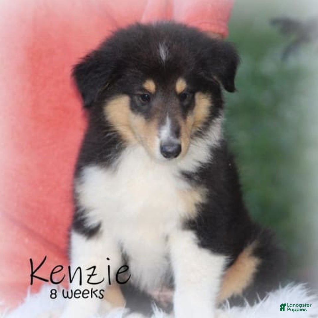categoriesInfo:categoryAttributeOptions.pets.dogs.breed.roughCollie dogs for sale: Kenzie - Image 12