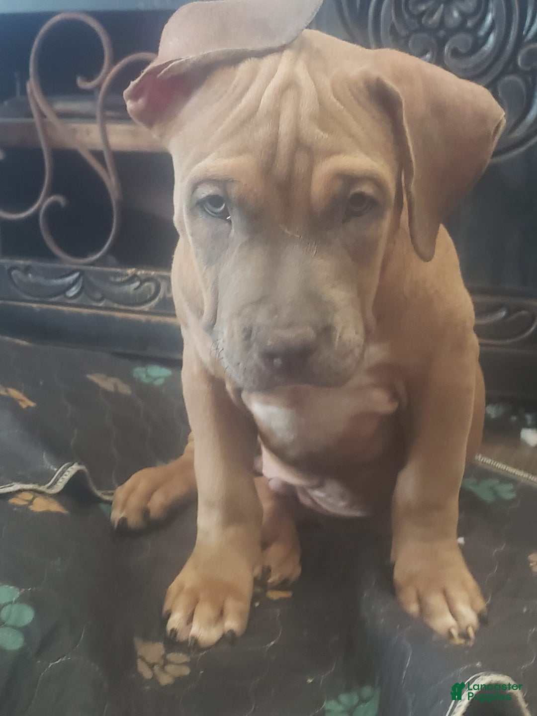 American Bully dogs for sale: Big Hoss - Image 49