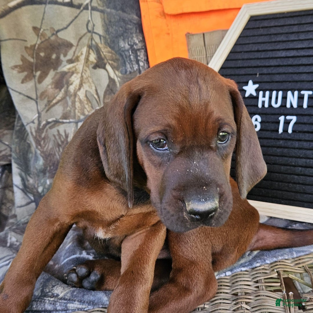 Redbone Coonhound dogs for sale: Hunter - Image 1