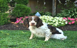 English Springer Spaniel dogs for sale: Wanda - Image 2