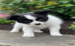 Papillon dogs for sale: Radar - Image 4