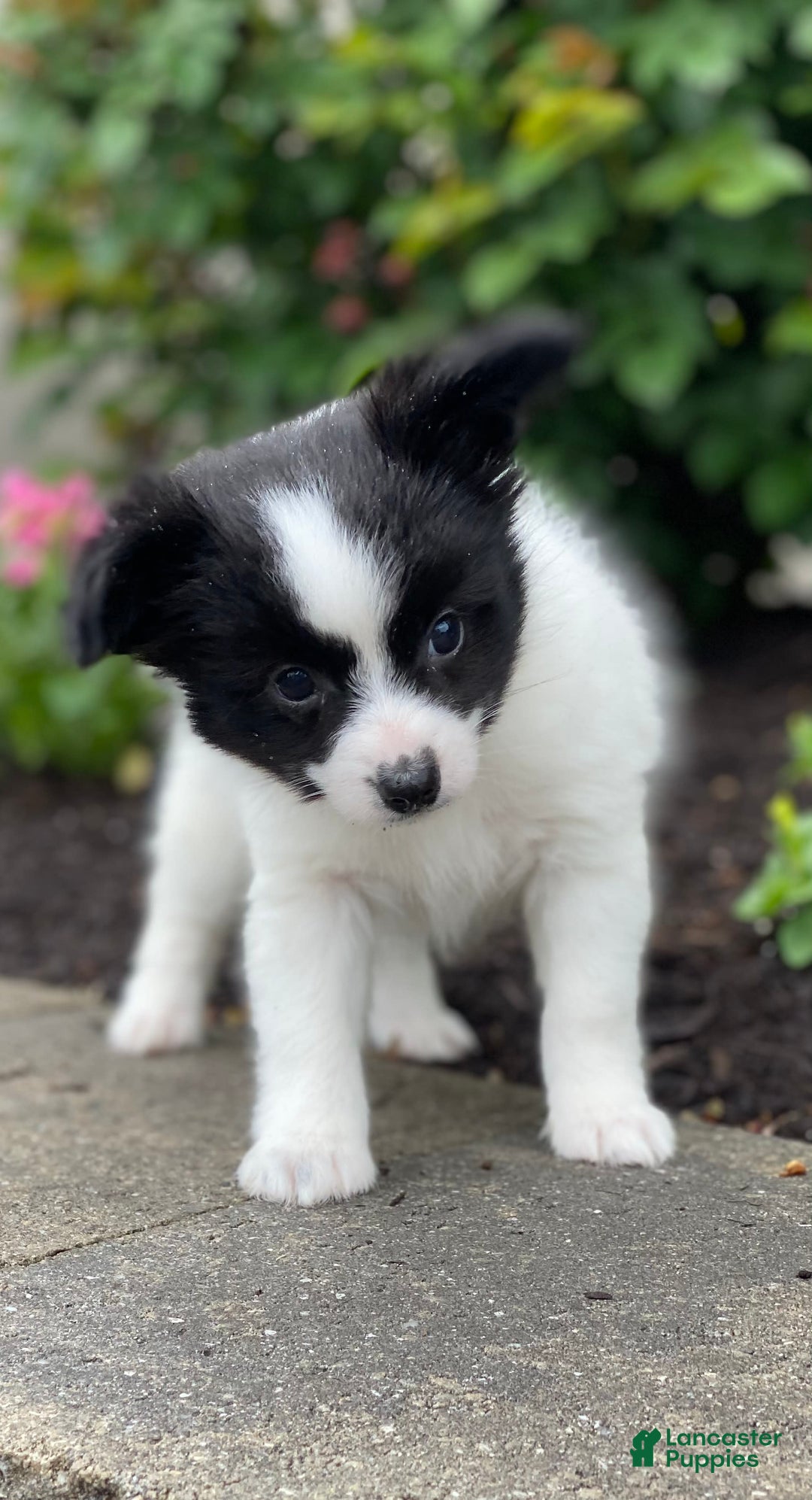 Papillon dogs for sale: Radar - Image 4