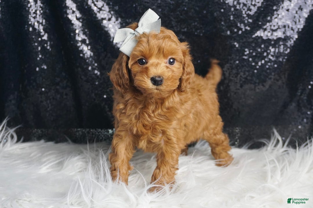 Maltipoo dogs for sale: Maltipoo 2 puppies - Image 10