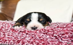 Greater Swiss Mountain Dog dogs for sale: Frances - Image 14