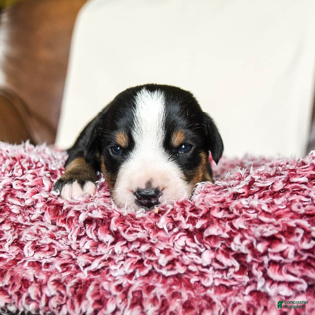 Greater Swiss Mountain Dog dogs for sale: Frances - Image 14