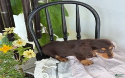 Miniature Dachshund dogs for sale: Miniature Dachshund 7 puppies - Image 18