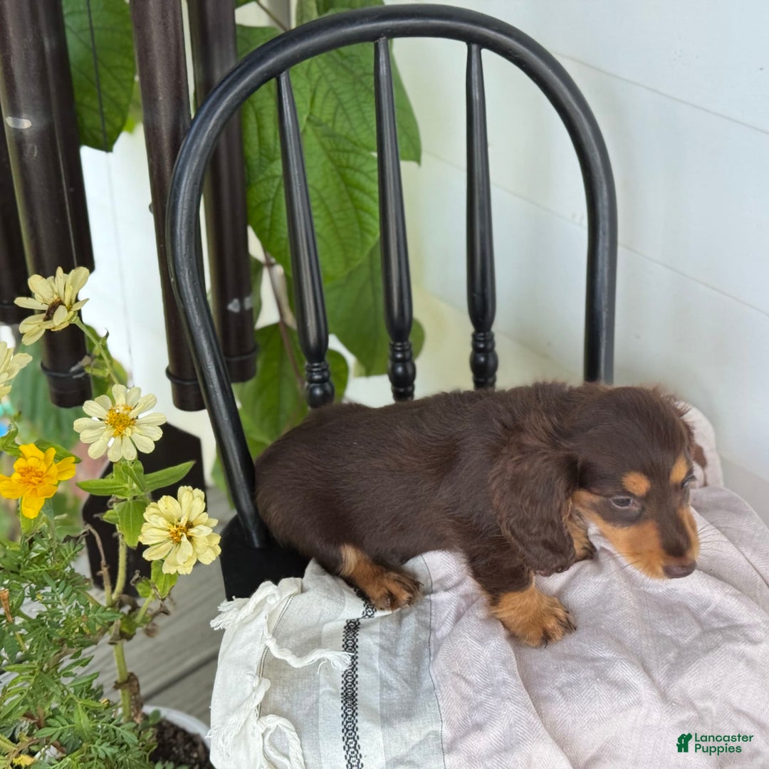 Miniature Dachshund dogs for sale: Miniature Dachshund 7 puppies - Image 18