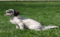 Shihpoo dogs for sale: Abby - Image 20