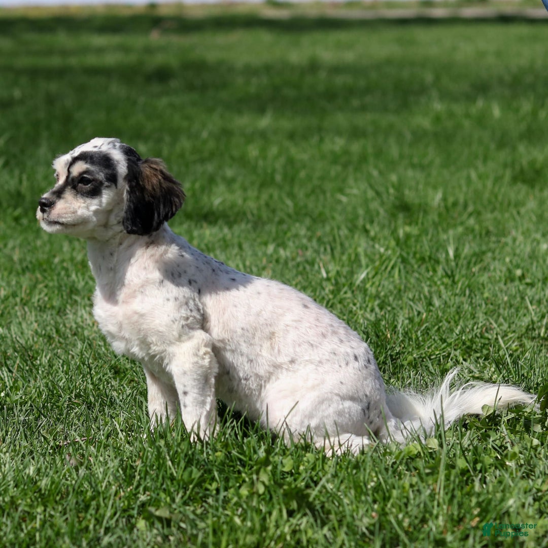 Shihpoo dogs for sale: Abby - Image 20