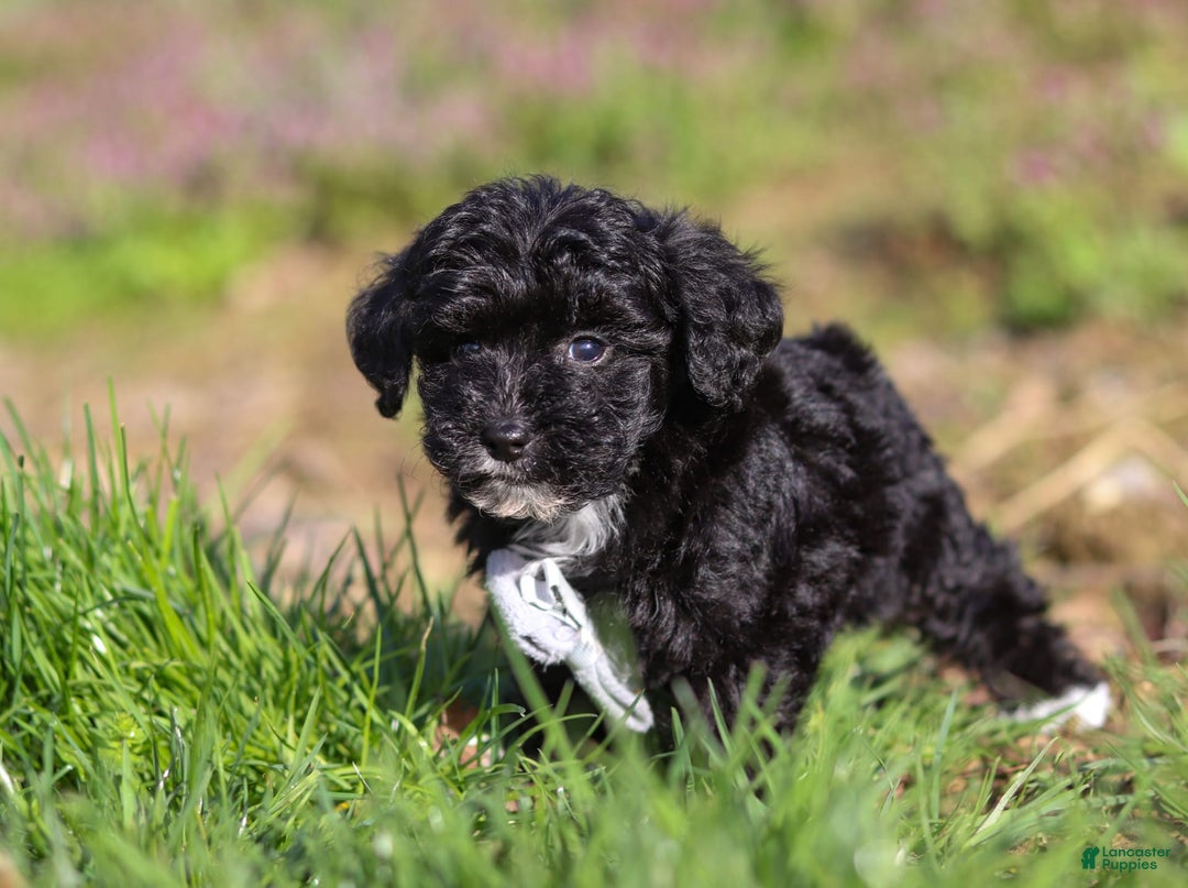 Yorkiepoo dogs for sale: Moses - Image 1
