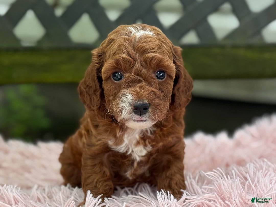 Cavapoo dogs for sale: Bella - Image 15
