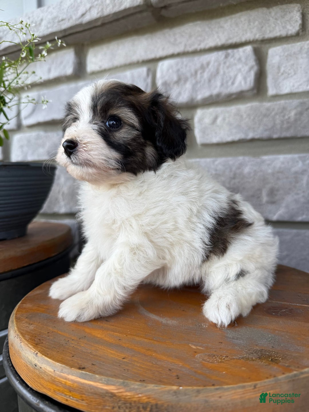 Teddy Bear dogs for sale: Elliott - Image 33