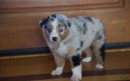 Australian Shepherd dogs for sale: Kiwi - Image 7