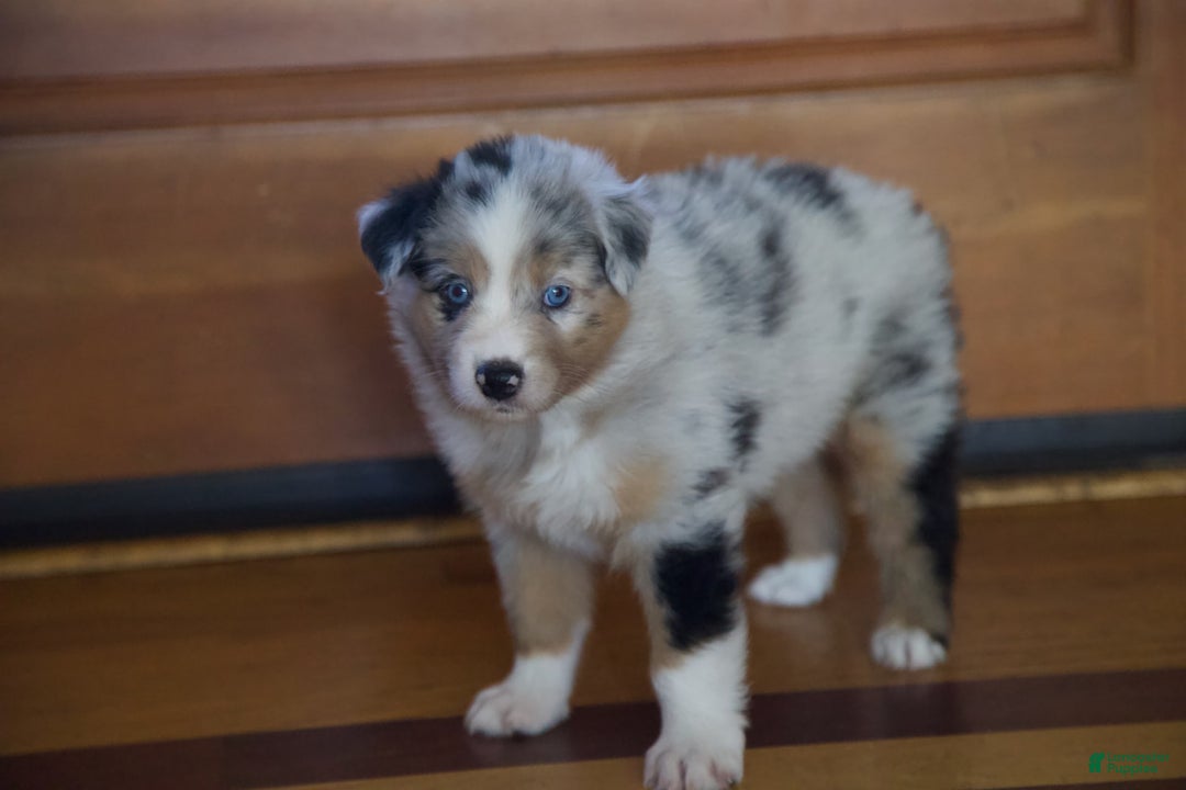 Australian Shepherd dogs for sale: Kiwi - Image 7