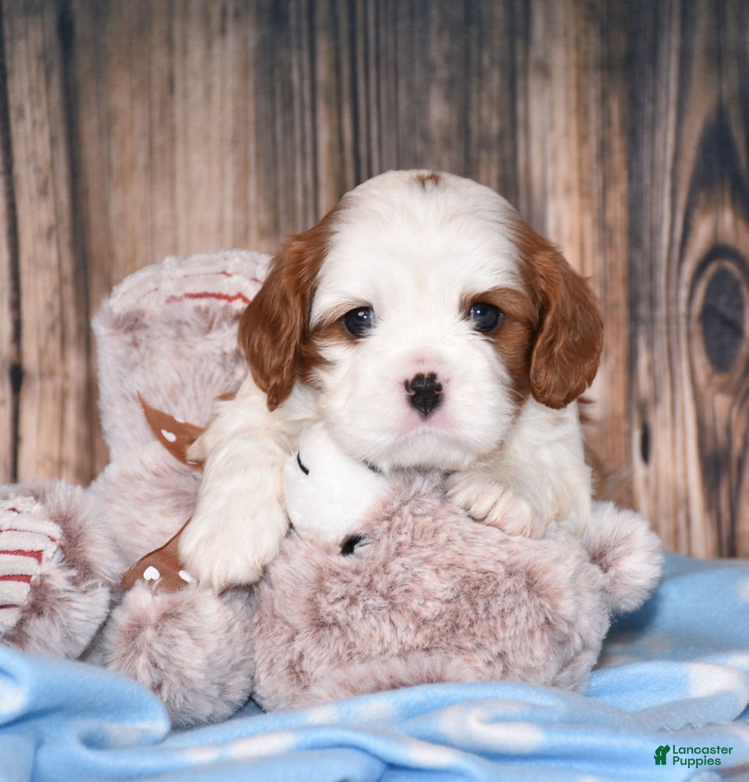 Cavalier King Charles Spaniel dogs for sale: Felix - Image 8