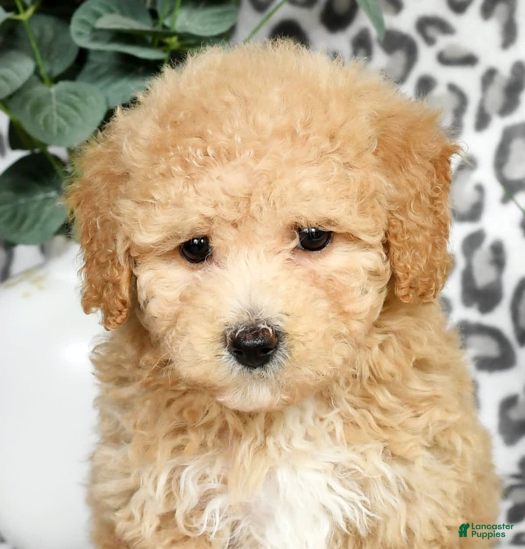 Bichpoo dogs for sale: Nellie - Image 12