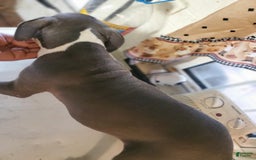 American Pit Bull Terrier dogs for sale: Spaz - Image 2