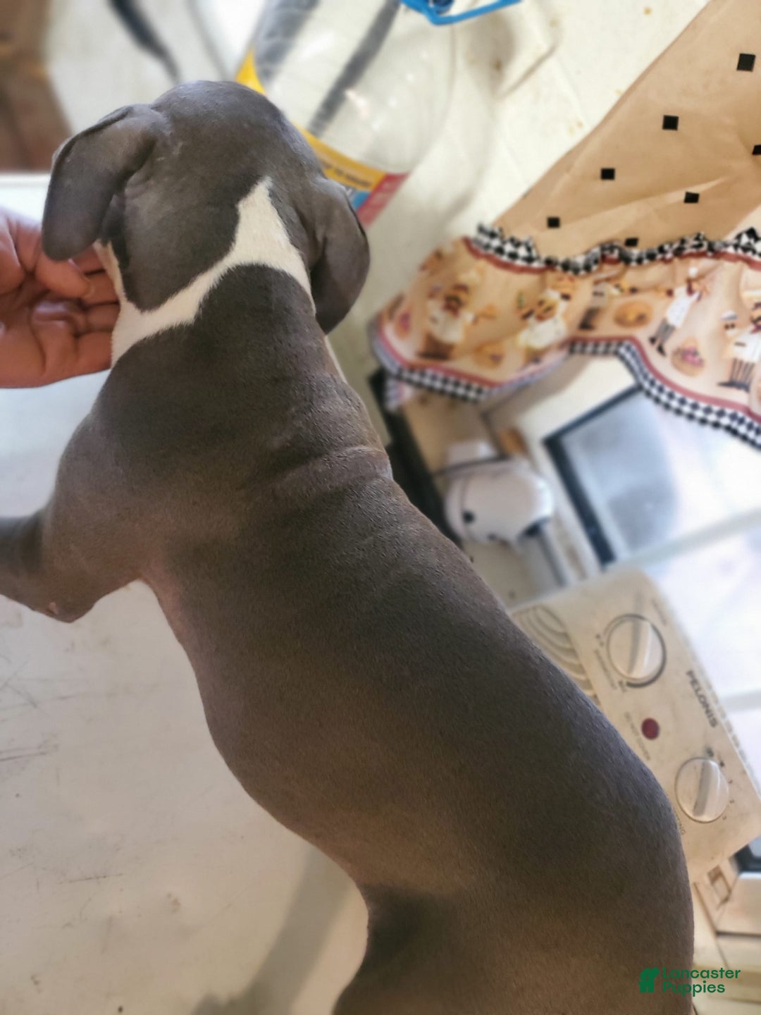 American Pit Bull Terrier dogs for sale: Spaz - Image 2