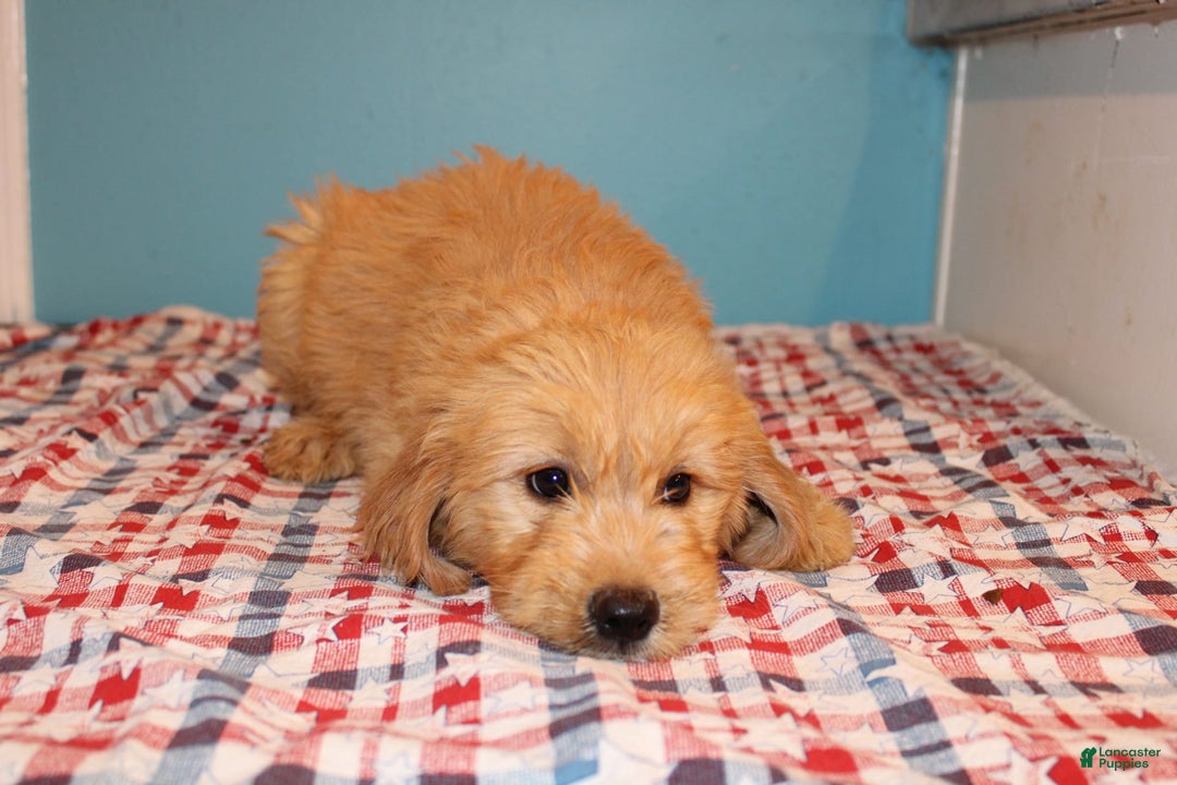  dogs for sale: Mini Goldendoodle 5 puppies - Image 32