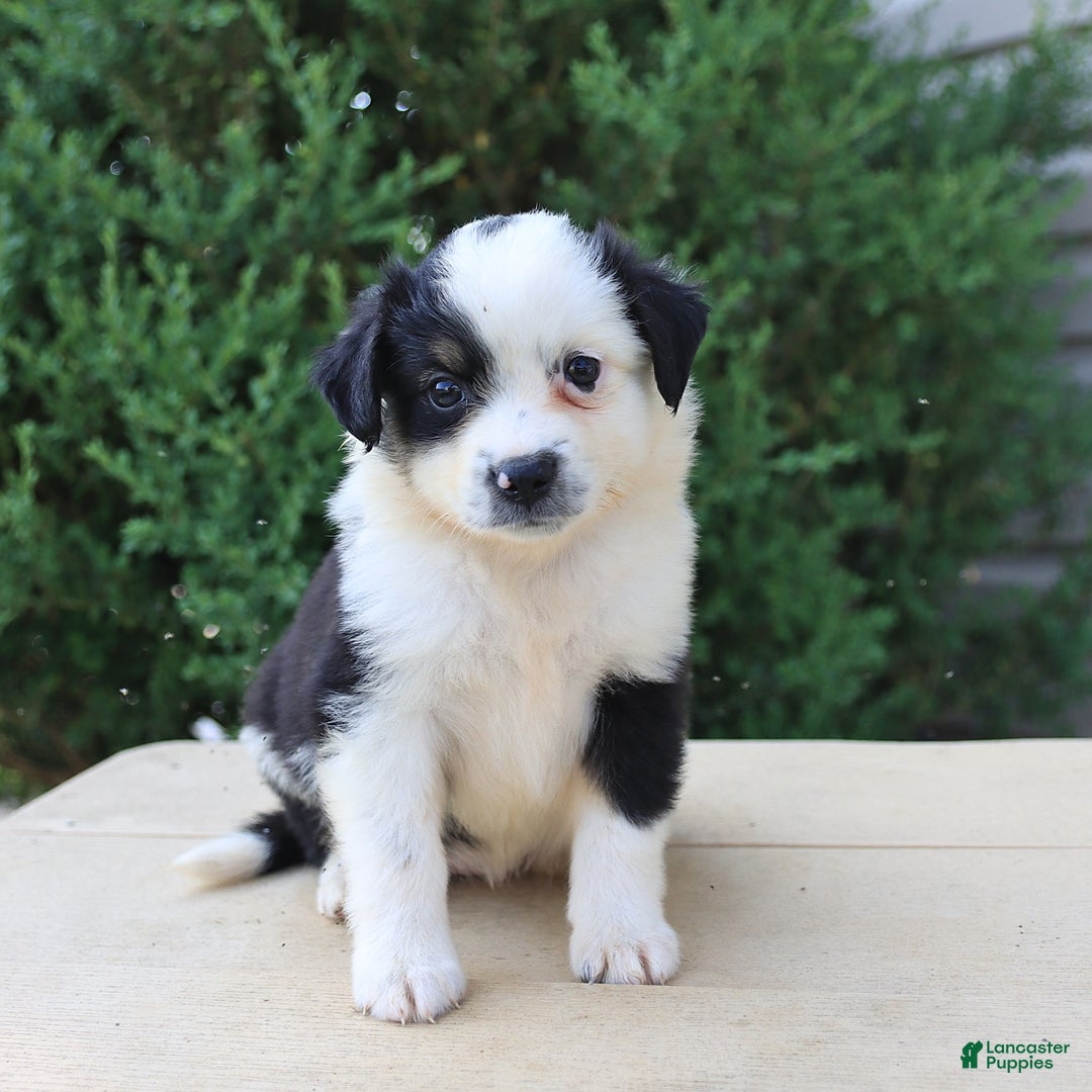 Miniature Australian Shepherd dogs for sale: Miniature Australian Shepherd 8 puppies - Image 2