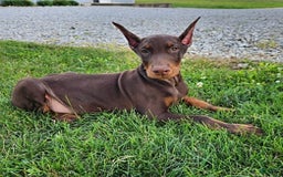 Doberman Pinscher dogs for sale: Mark - Image 4