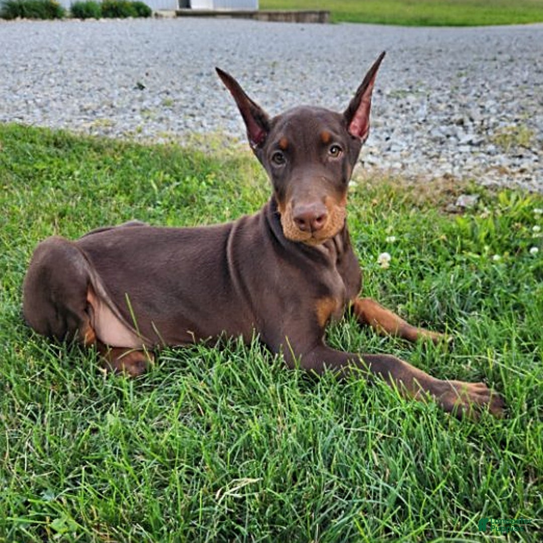 Doberman Pinscher dogs for sale: Mark - Image 4