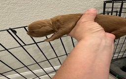 Mini Goldendoodle dogs for sale: Males Litter 2 - Image 38