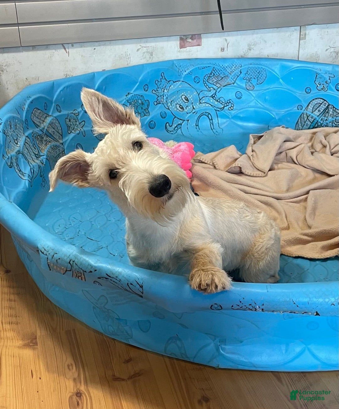 Scottish Terrier dogs for sale: Ollie - Image 4