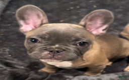 French Bulldog dogs for sale: Blessing - Image 11