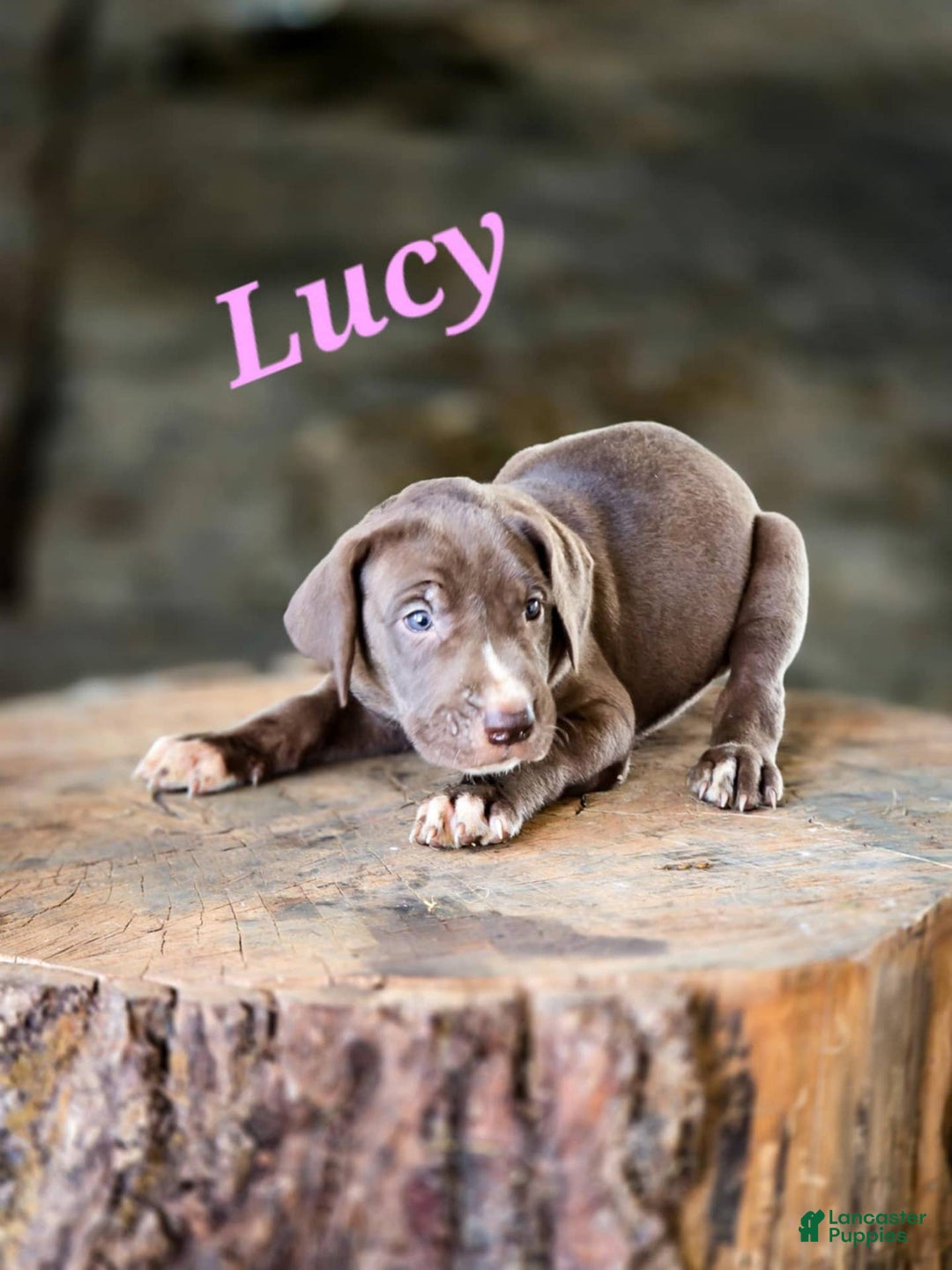 Great Dane dogs for sale: Lucy - Image 2