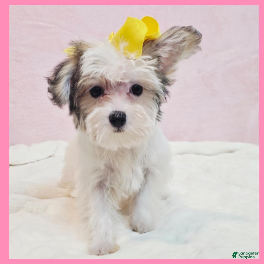 Morkie dogs for sale: Gwen - Image 3