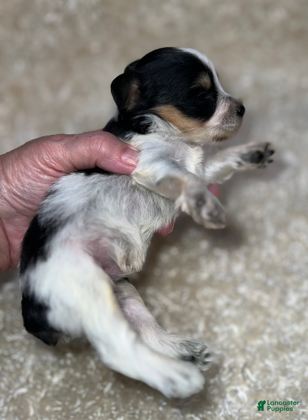 Miniature Schnauzer dogs for sale: Chipp - Image 1