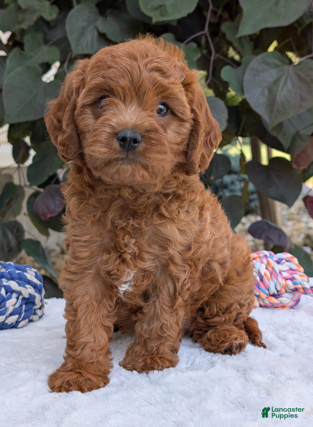 Cavapoo dogs for sale: Loki - Image 14