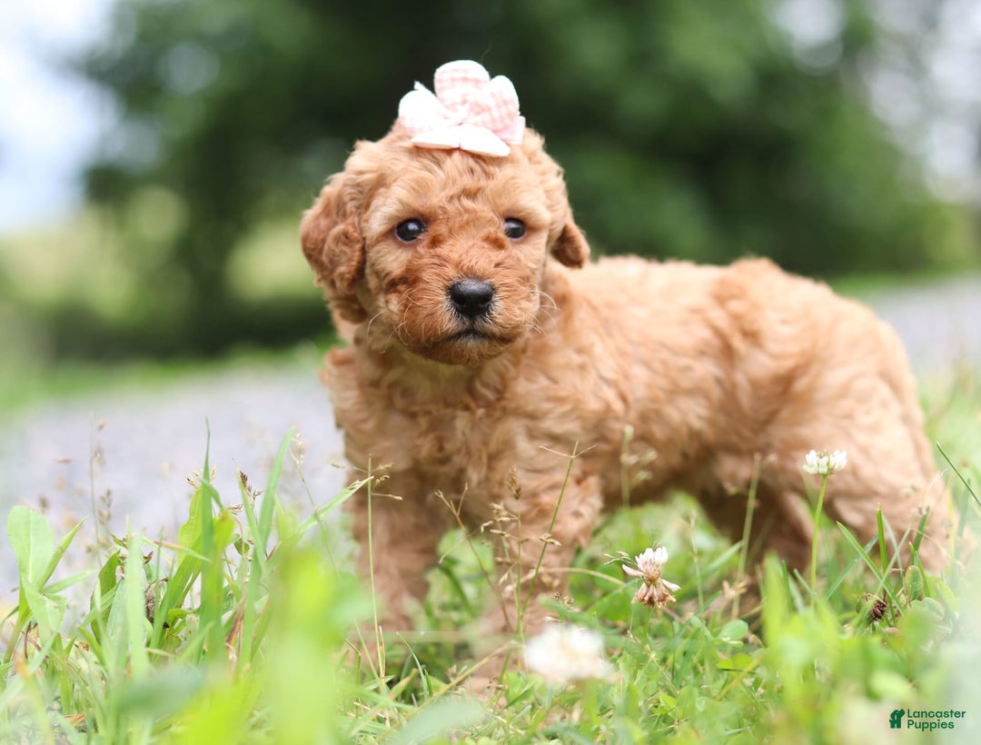 Goldendoodle dogs for sale: Holly - Image 11