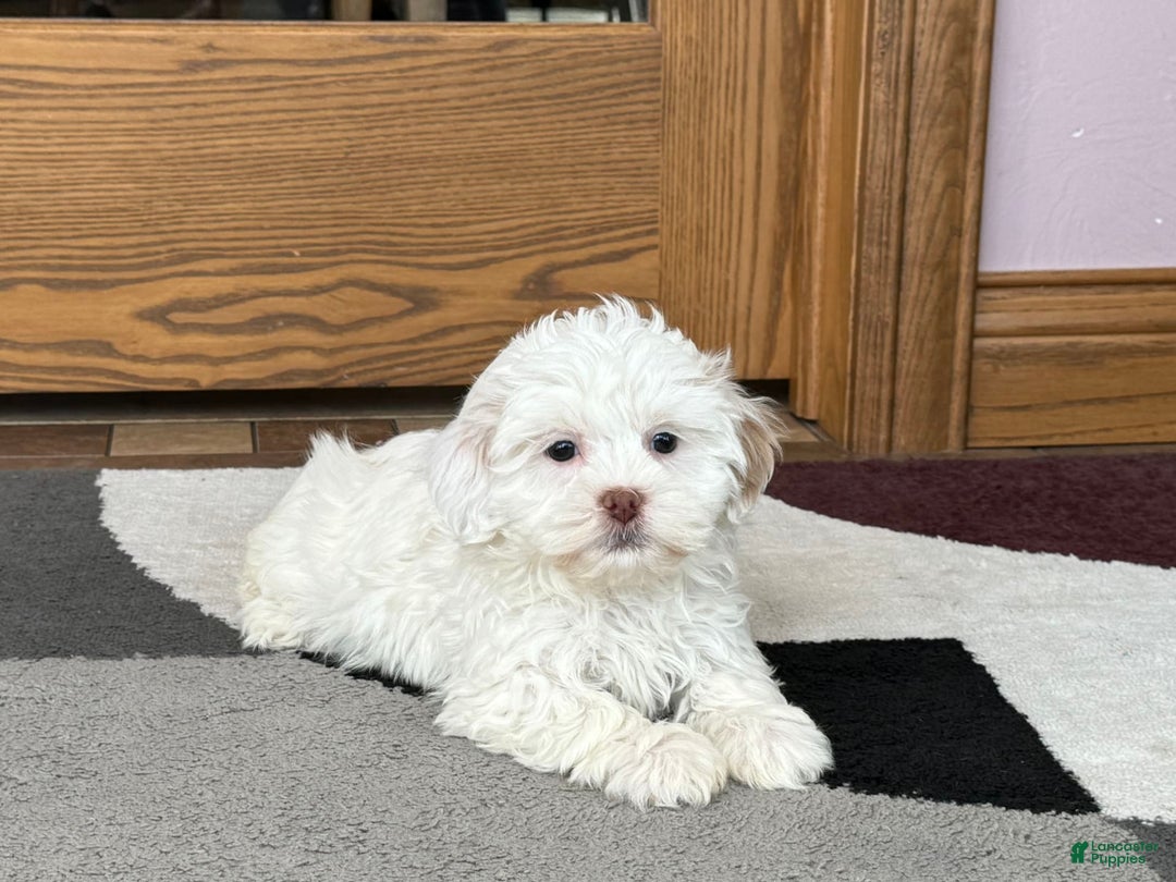 Lhasa Apso dogs for sale: Honey - Image 26