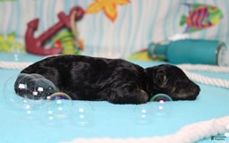 Mini Bernedoodle dogs for sale: Mike - Image 2
