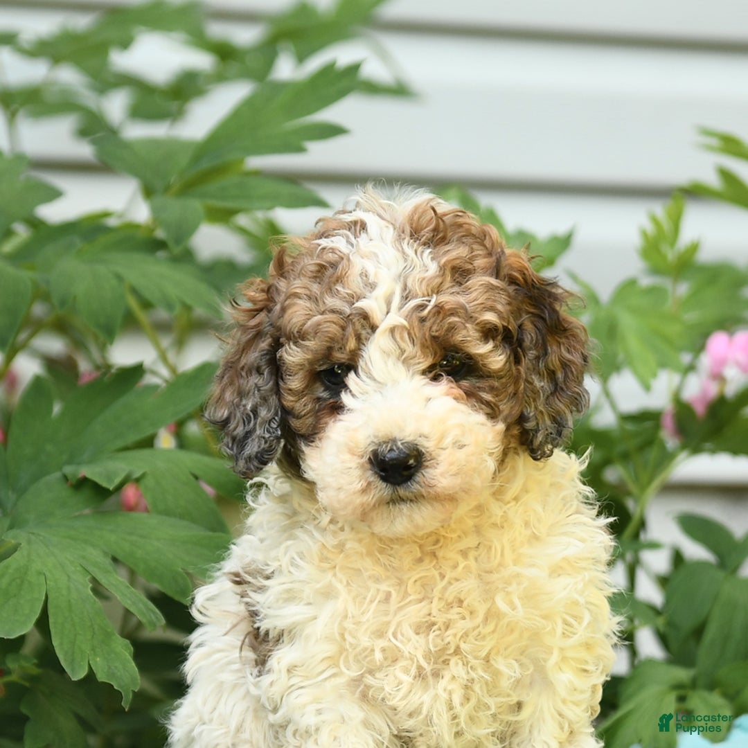 Miniature Poodle dogs for sale: Lucky - Image 4