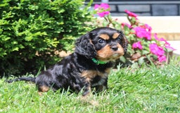 Cavalier King Charles Spaniel dogs for sale: Hope - Image 2