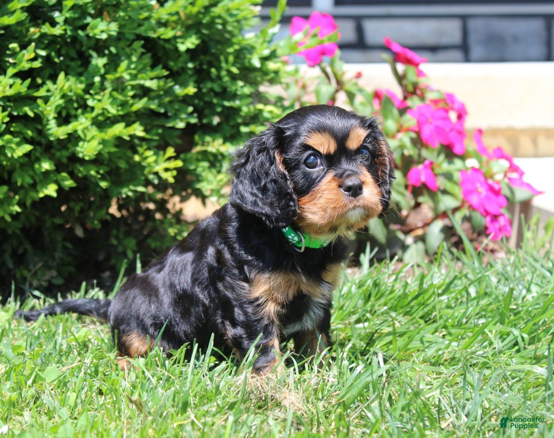 Cavalier King Charles Spaniel dogs for sale: Hope - Image 2