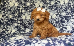 Mini Goldendoodle dogs for sale: Karma - Image 1