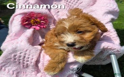 Cavapoo dogs for sale: Cinnamon - Image 3
