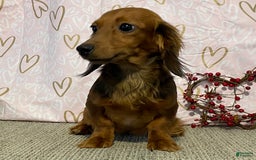 Miniature Dachshund dogs for sale: Skye - Image 6