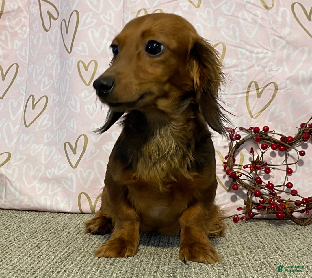 Miniature Dachshund dogs for sale: Skye - Image 6