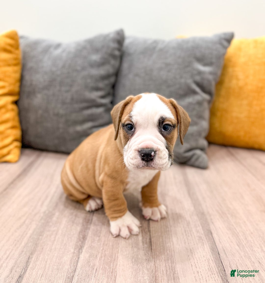 Beabull dogs for sale: Domino - Image 1