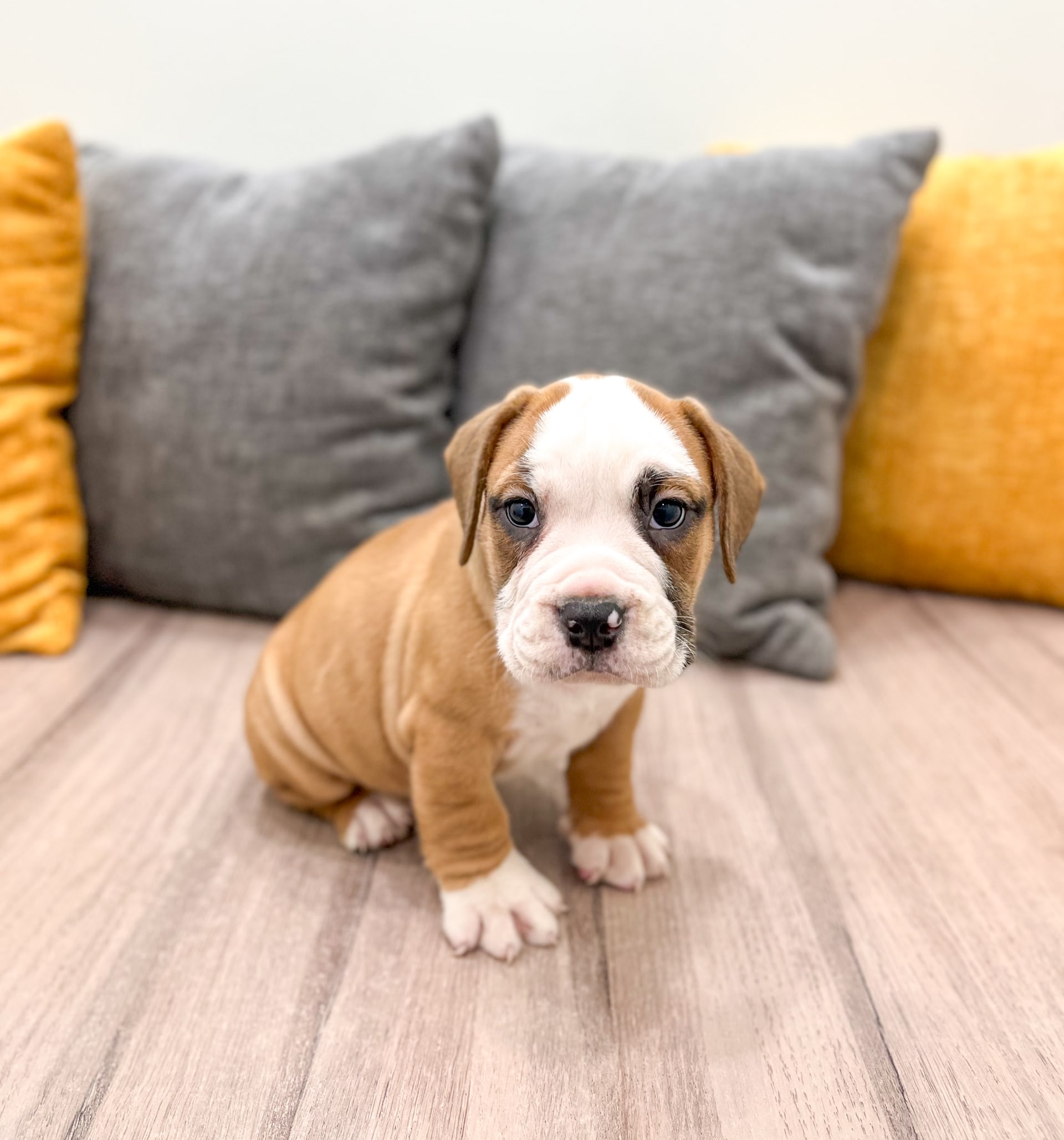 Beabull dogs for sale - Ad 5